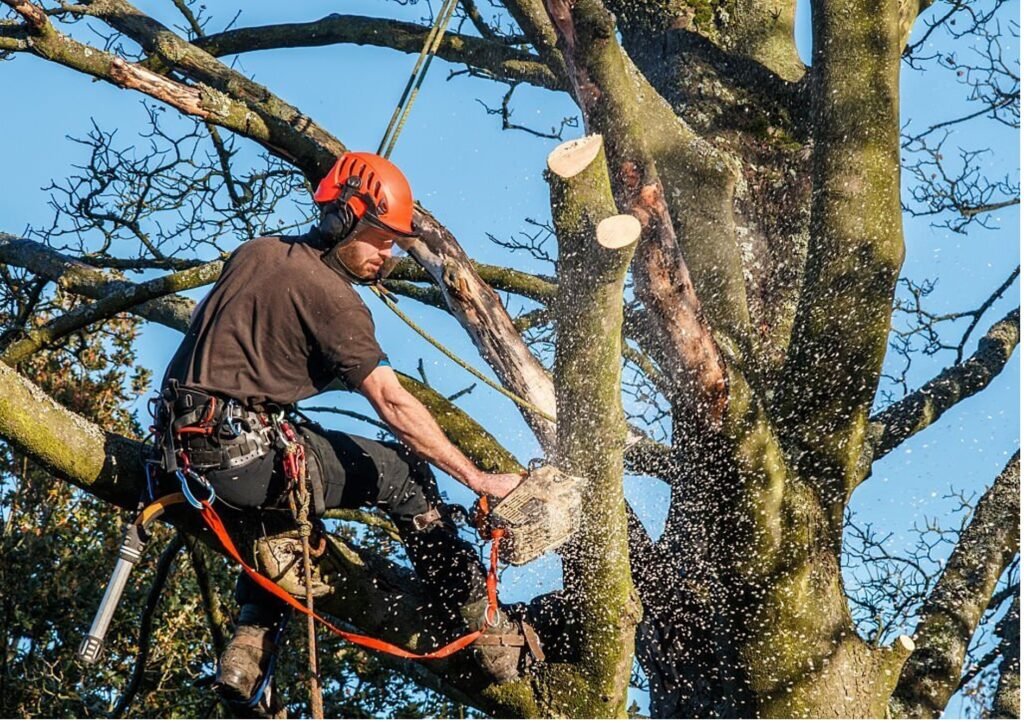 Baumpflege Baumschnitt Dorsten