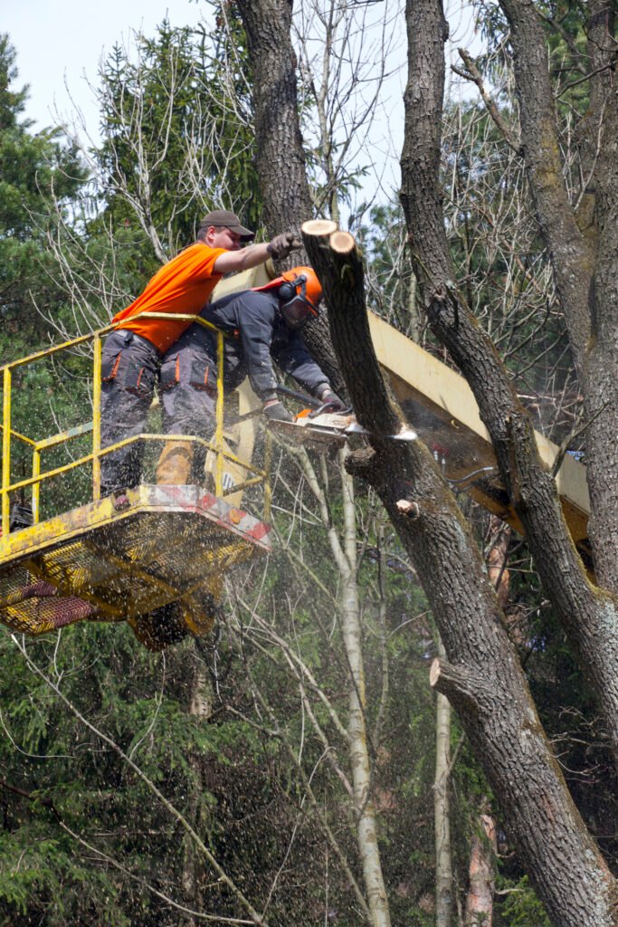Baumpflege Baumkontrolle Dorsten